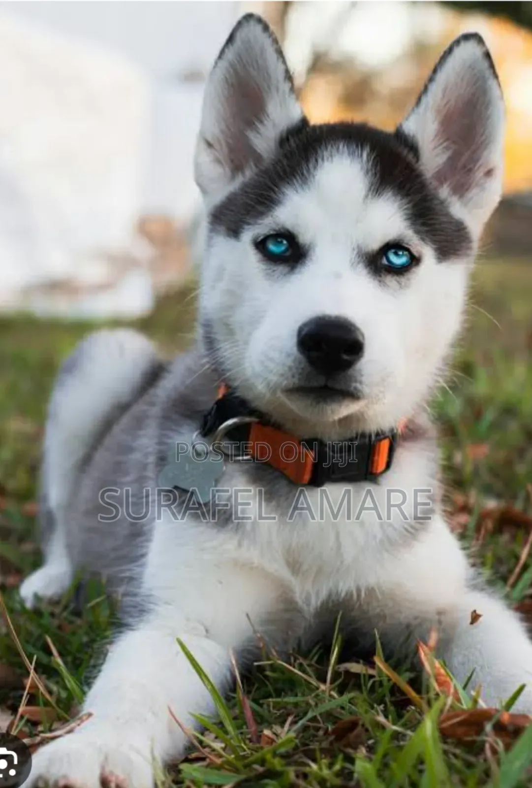 1-3 months Male Purebred Siberian Husky