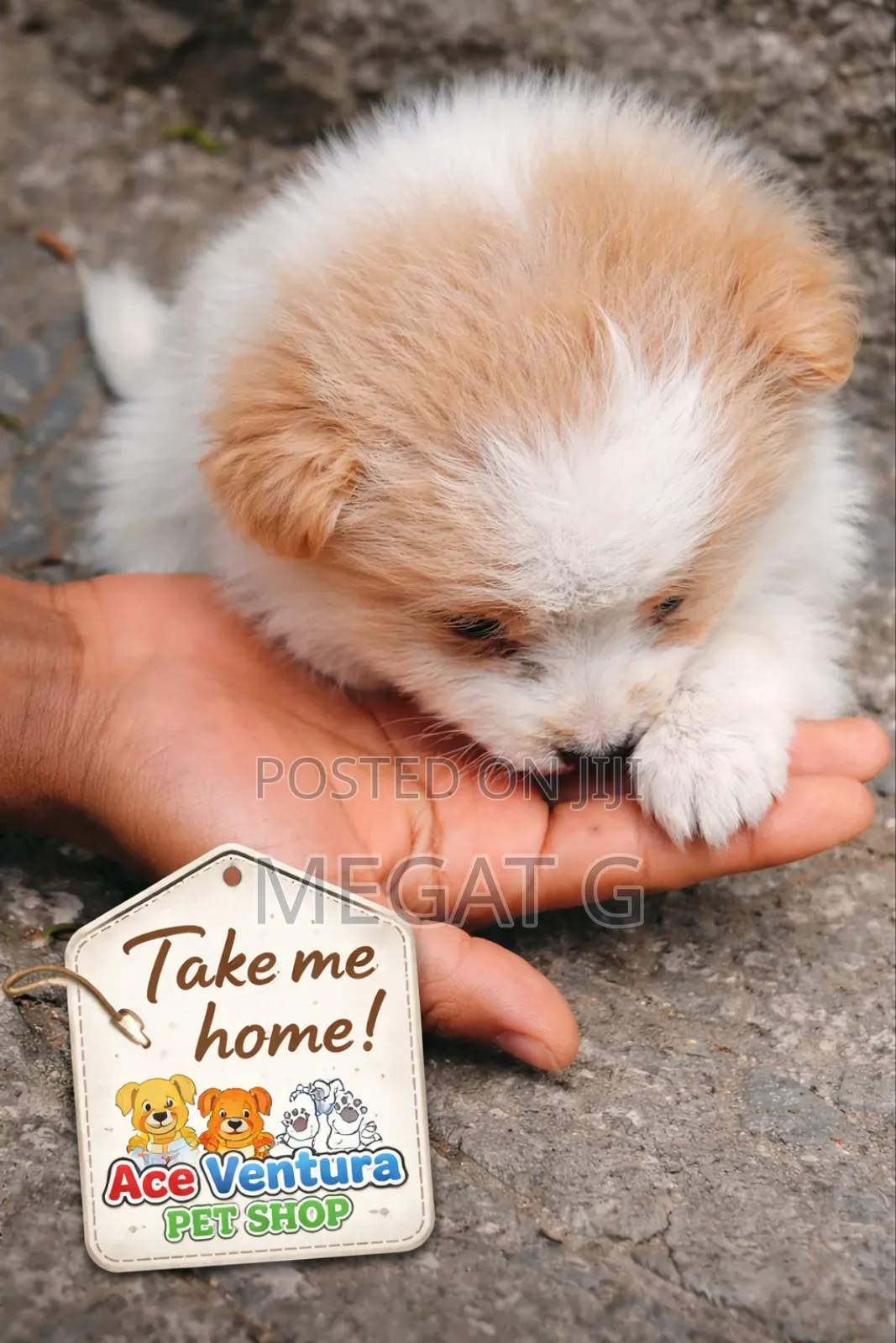 1-3 months Male Mixed Breed Pomeranian