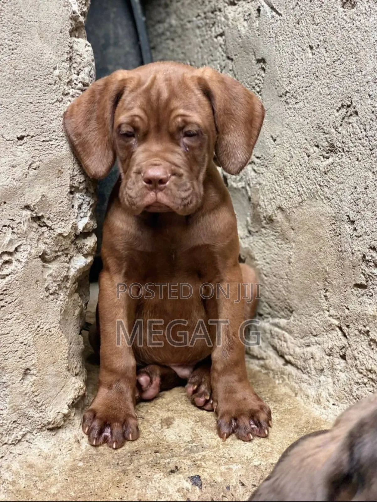 1-3 months Male Purebred Mastiff
