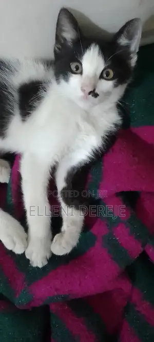 1-3 months Male Purebred Abyssinian