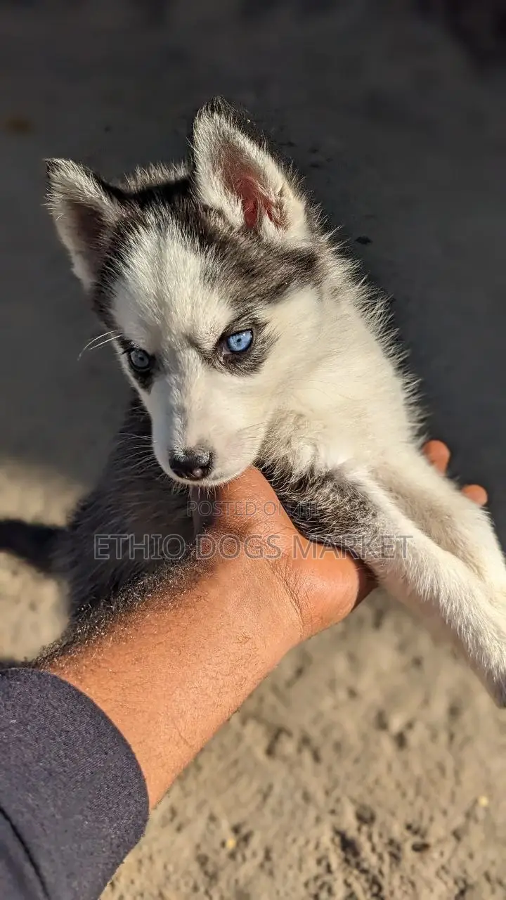 1-3 months Female Purebred Siberian Husky