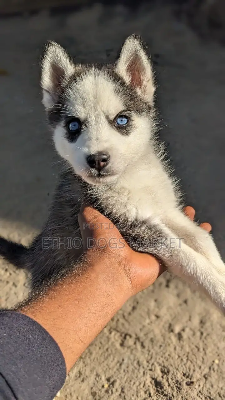 1-3 months Female Purebred Siberian Husky