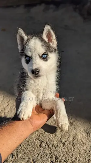 1-3 months Female Purebred Siberian Husky