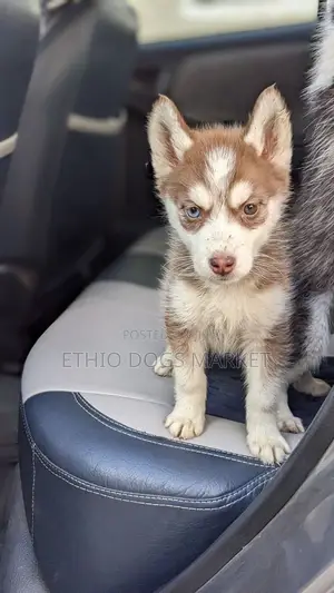 1-3 months Female Purebred Siberian Husky