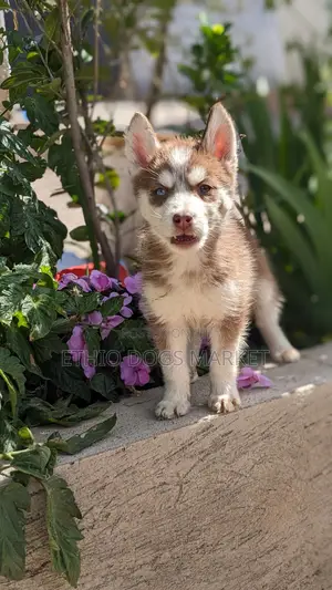 1-3 months Female Purebred Siberian Husky