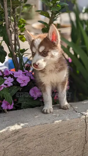 1-3 months Female Purebred Siberian Husky