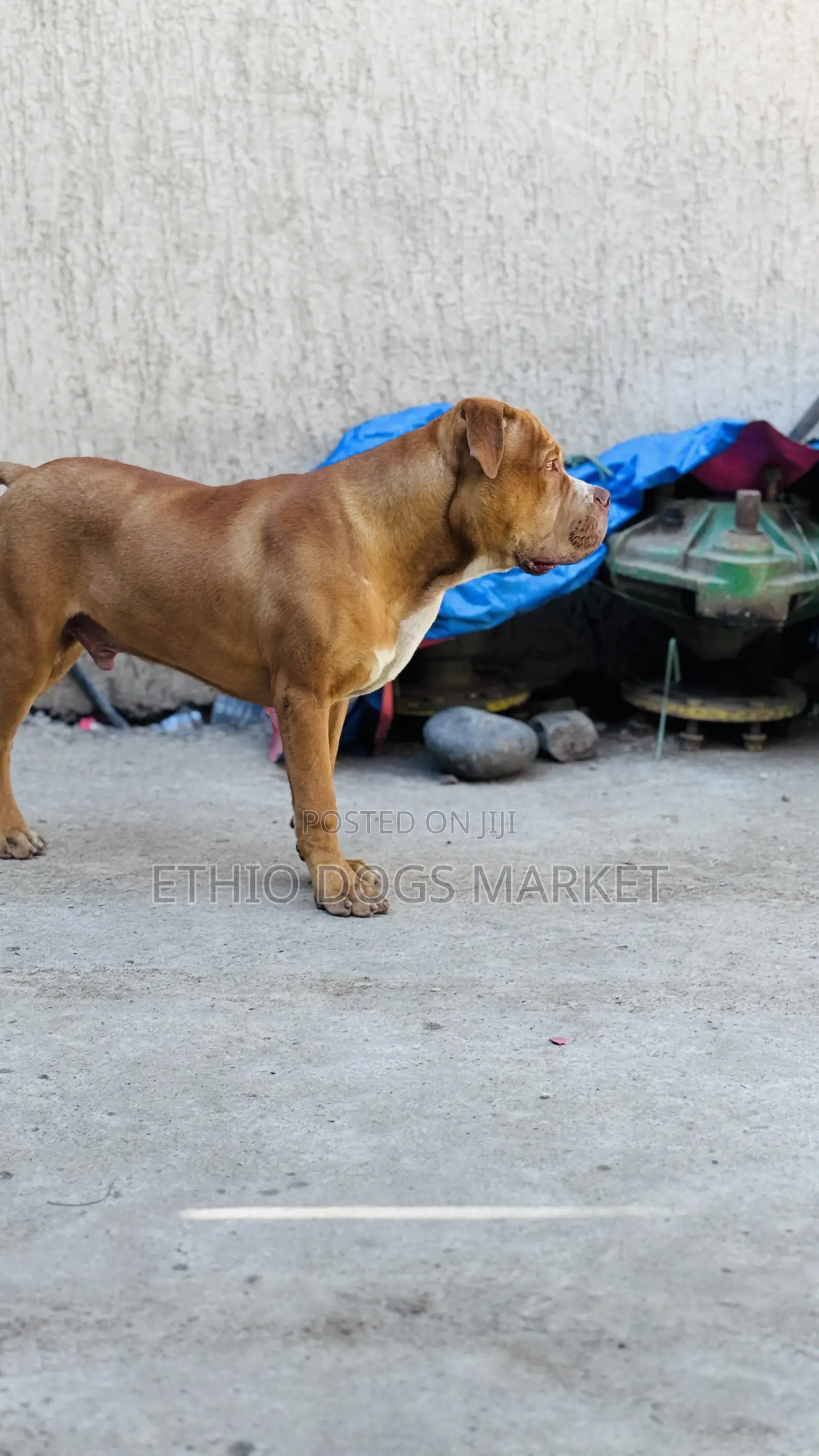 3-6 months Male Mixed Breed Boerboel