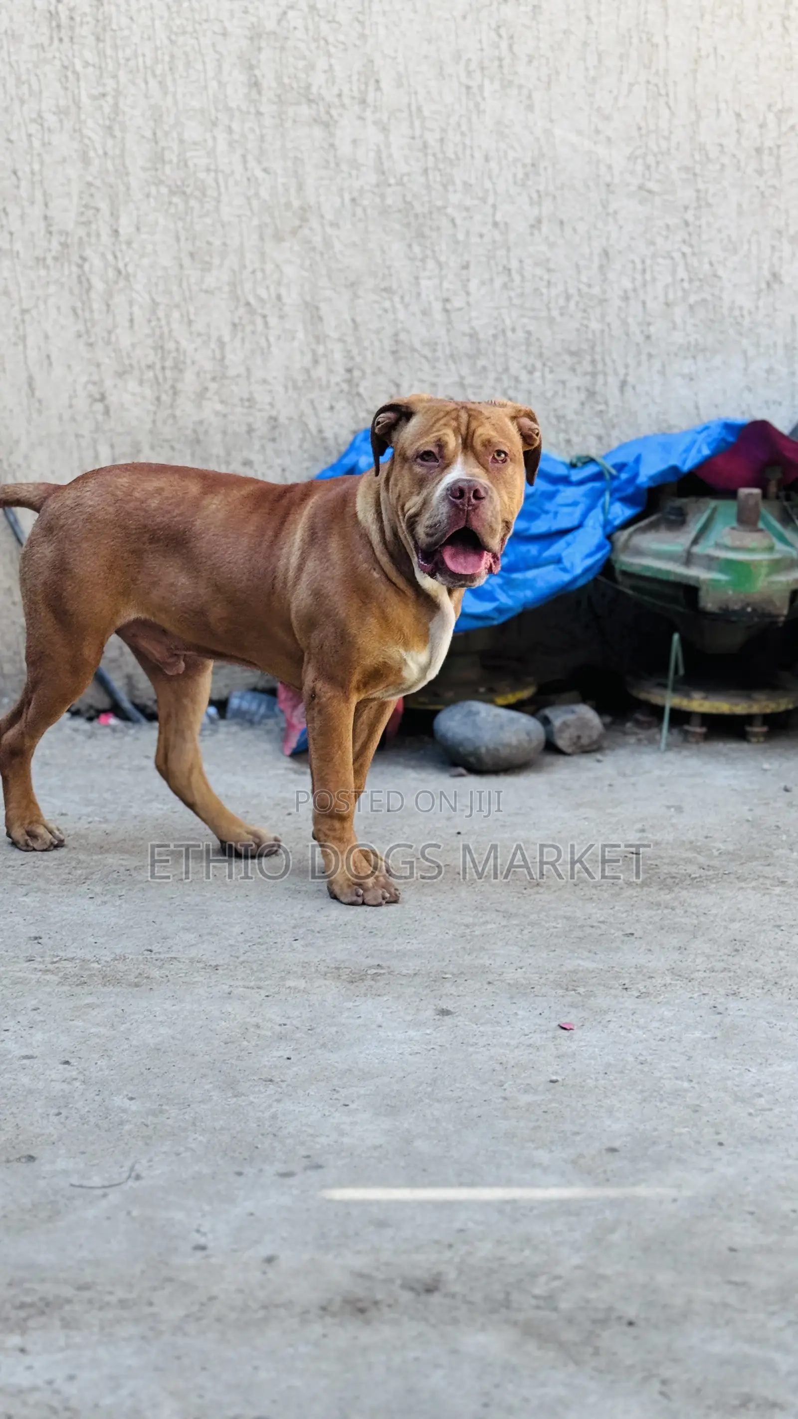 3-6 months Male Mixed Breed Boerboel