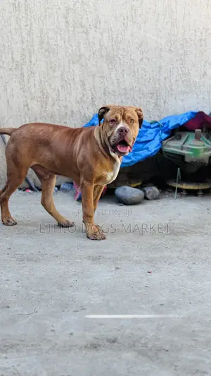 3-6 months Male Mixed Breed Boerboel