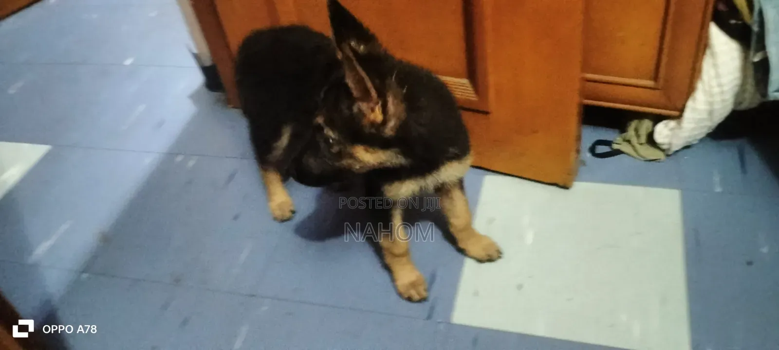 1-3 months Female Purebred German Shepherd