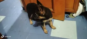 1-3 months Female Purebred German Shepherd