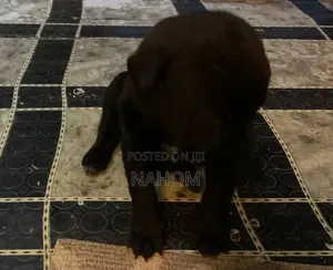 0-1 month Male Mixed Breed Petit Basset Griffon Vendeen