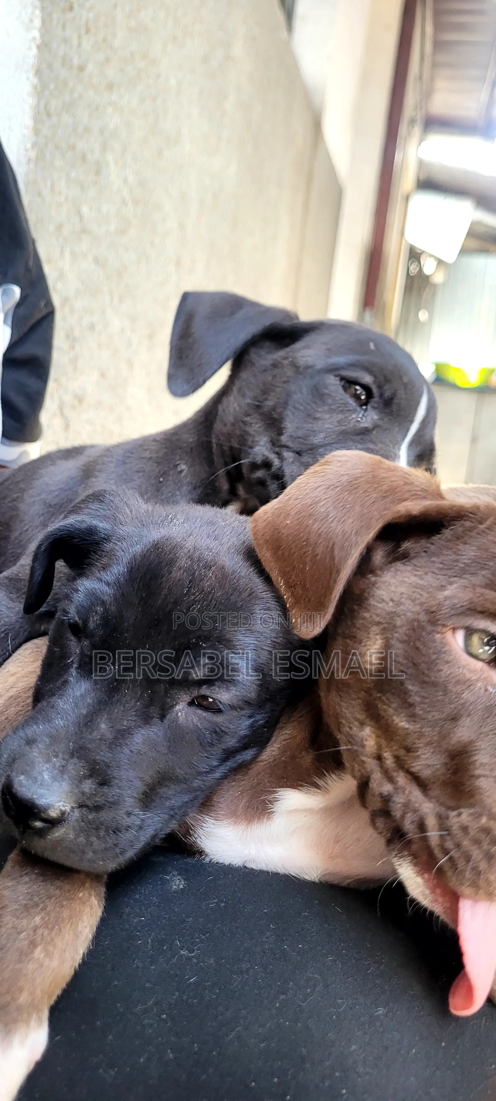 3-6 months Male Purebred American Pit Bull Terrier