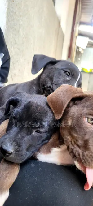 3-6 months Male Purebred American Pit Bull Terrier