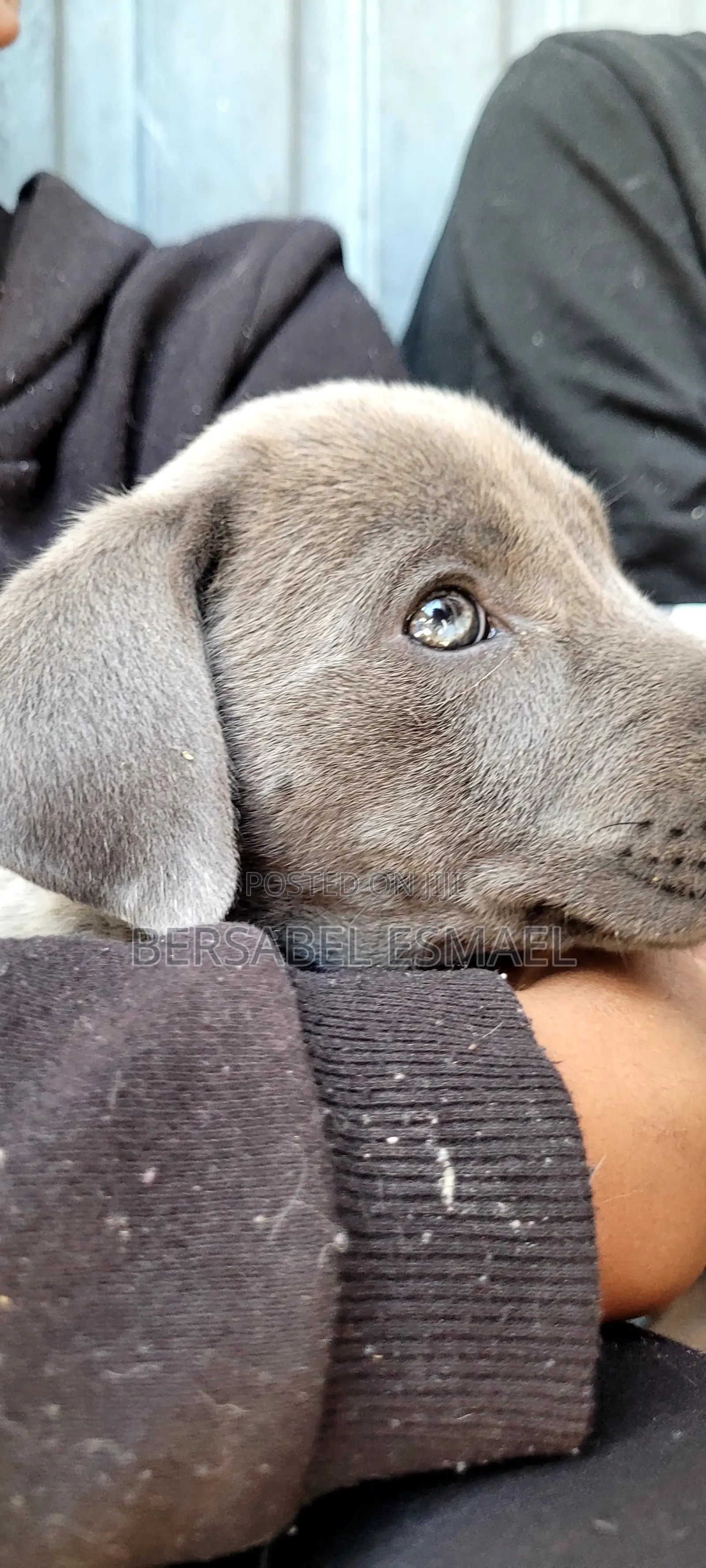 3-6 months Male Purebred American Pit Bull Terrier