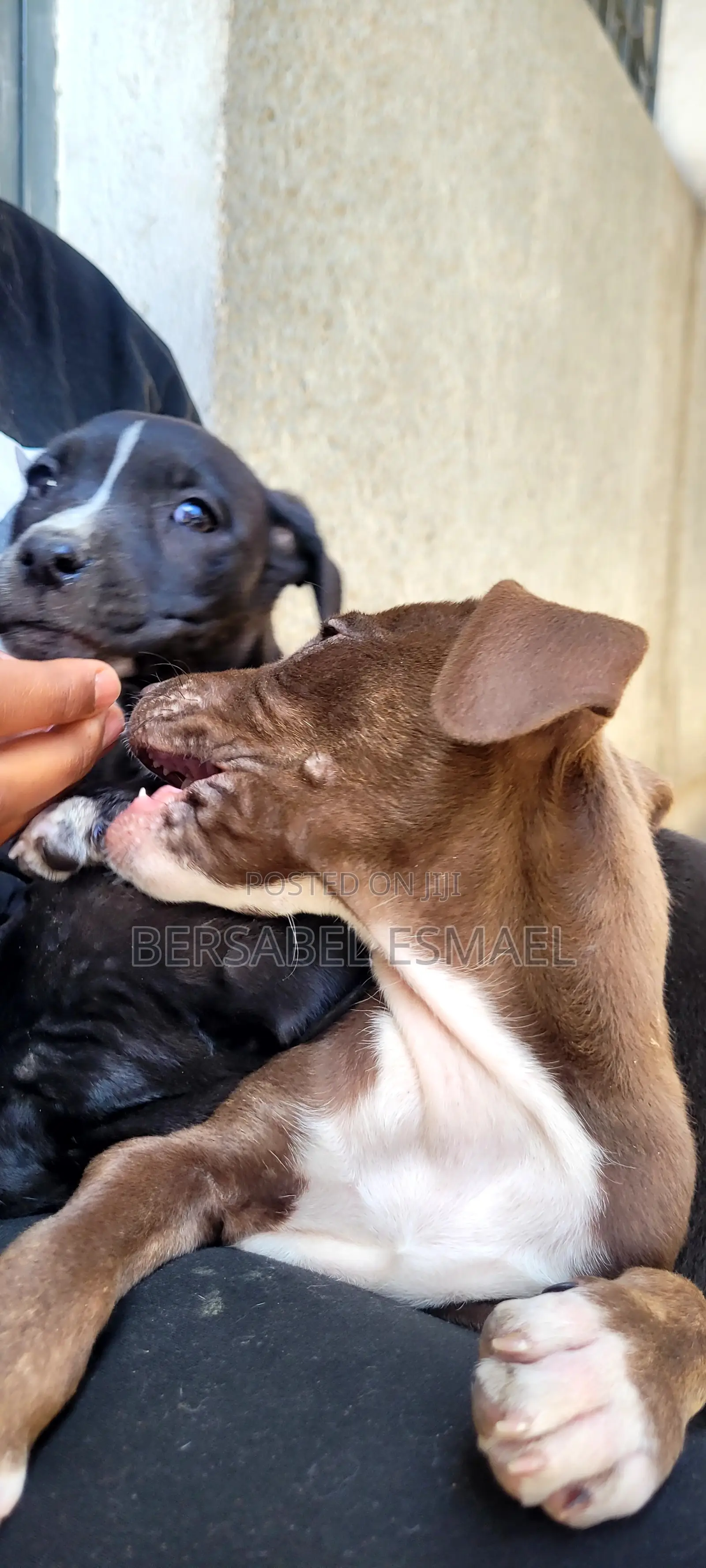 3-6 months Male Purebred American Pit Bull Terrier