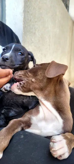 3-6 months Male Purebred American Pit Bull Terrier