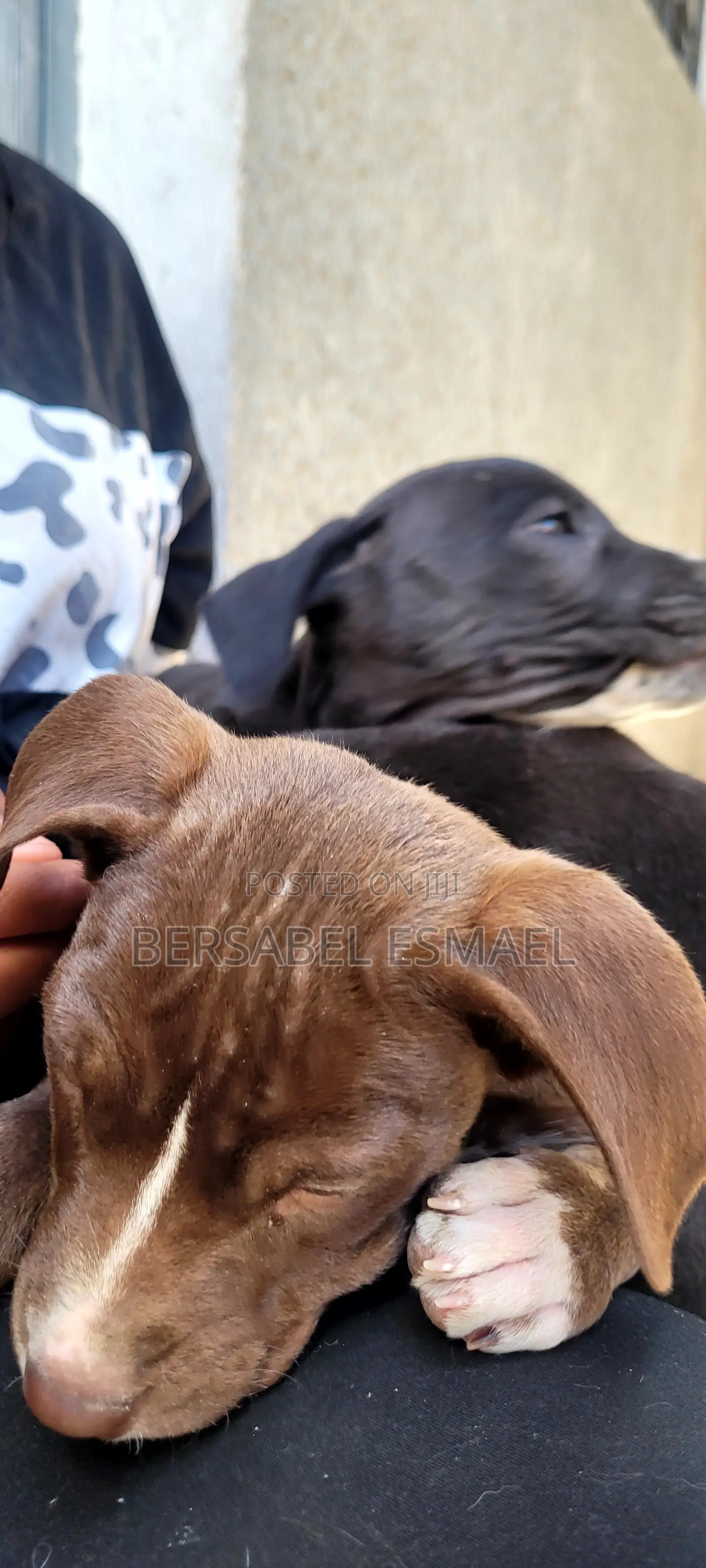 3-6 months Male Purebred American Pit Bull Terrier