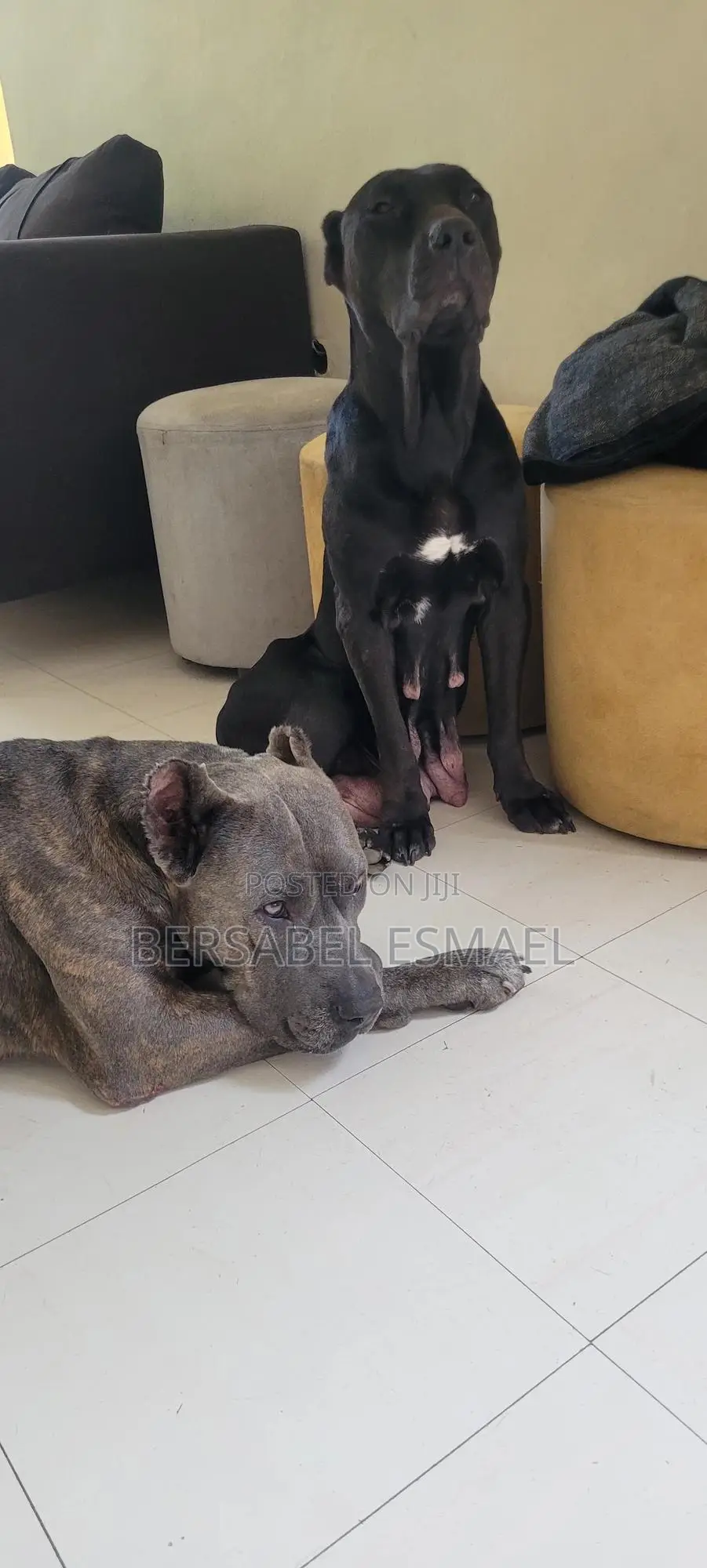 3-6 months Male Purebred American Pit Bull Terrier
