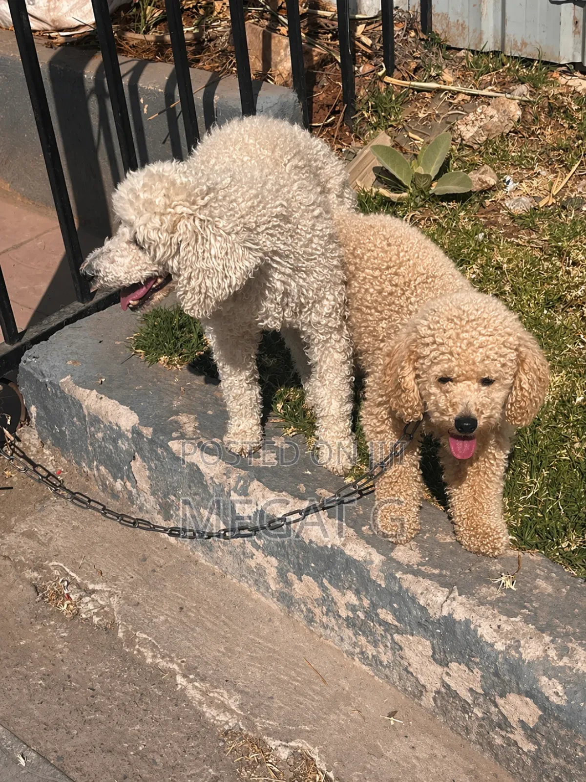 1-3 months Male Purebred Poodle