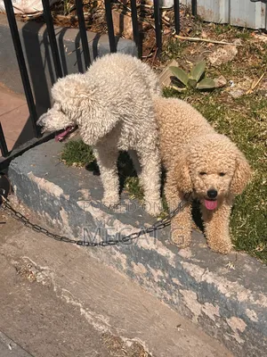 1-3 months Male Purebred Poodle