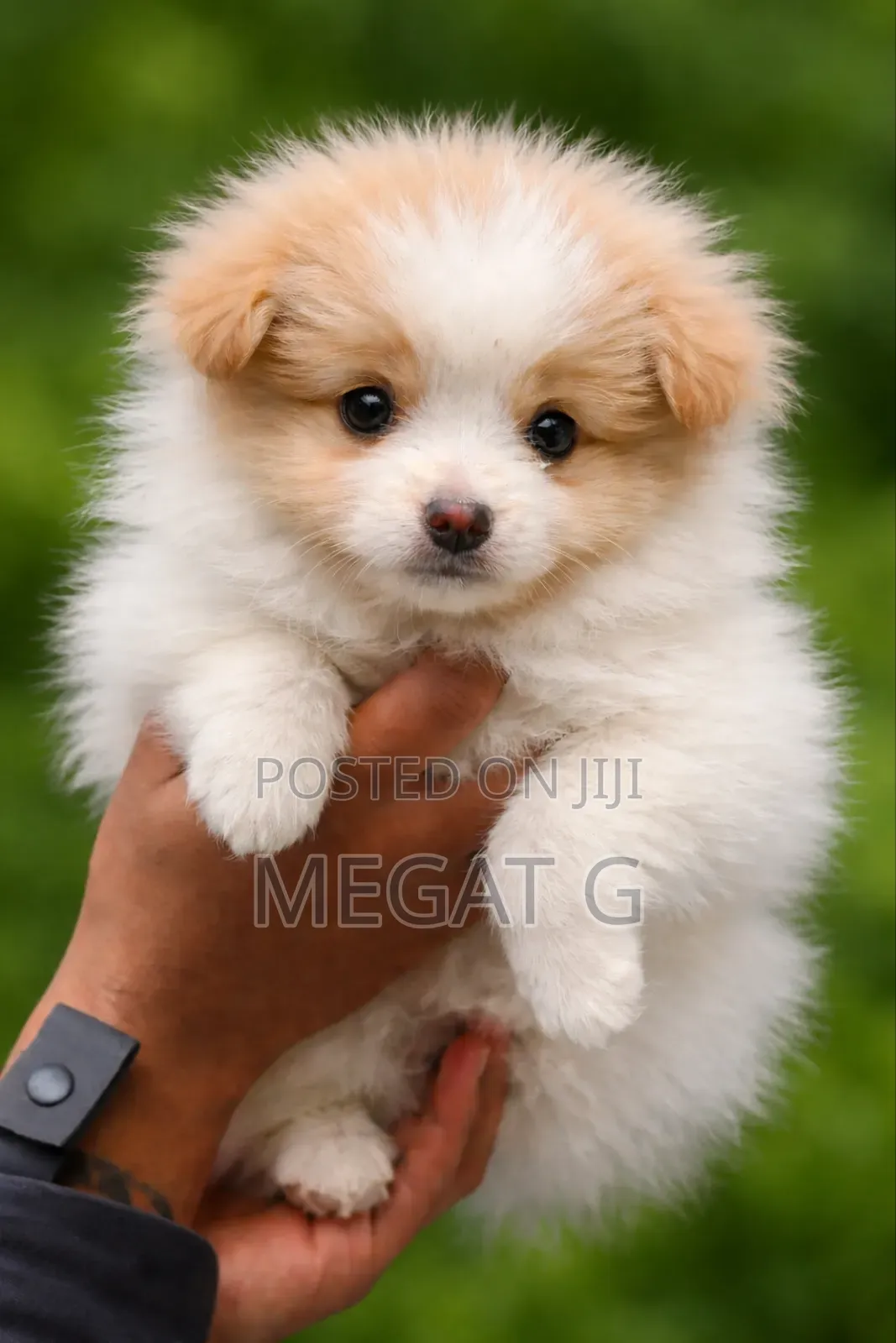 1-3 months Male Purebred Pomeranian