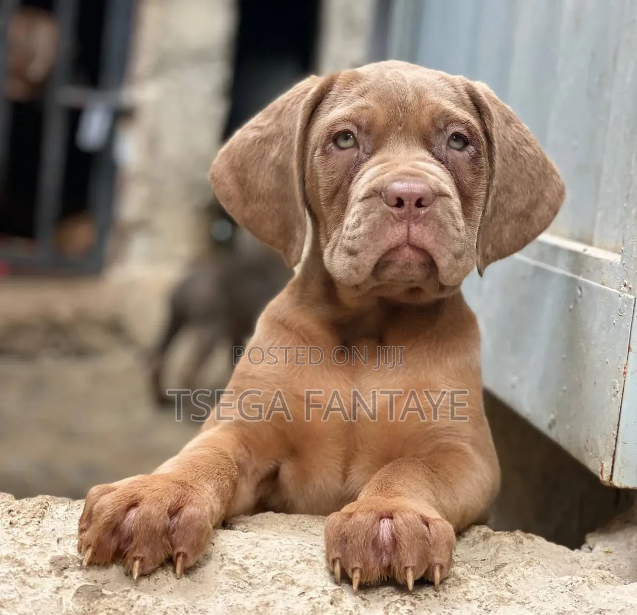 1-3 months Female Purebred Bullmastiff