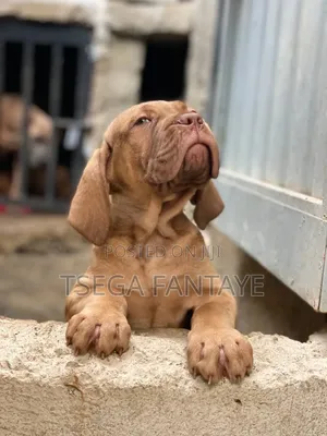 1-3 months Female Purebred Bullmastiff