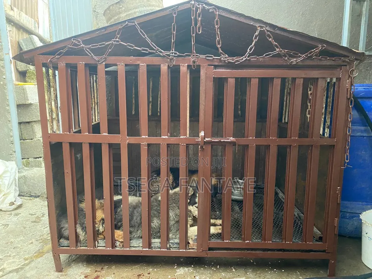 1-3 months Female Purebred Bullmastiff