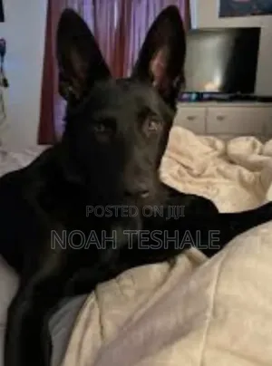 1-3 months Female Purebred German Shepherd