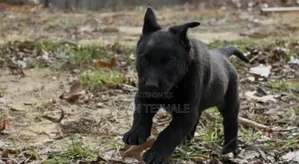 1-3 months Female Purebred German Shepherd