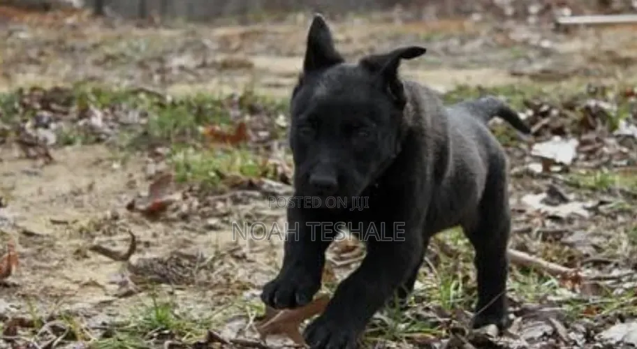 1-3 months Female Purebred German Shepherd
