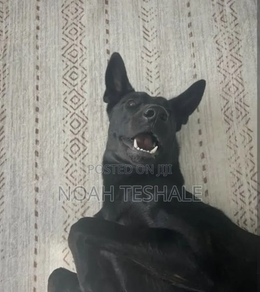 1-3 months Female Purebred German Shepherd