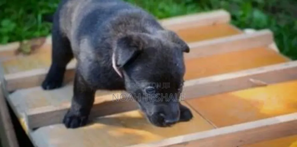 1-3 months Female Purebred German Shepherd