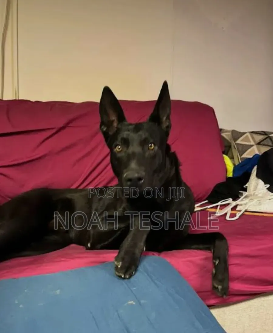 1-3 months Female Purebred German Shepherd