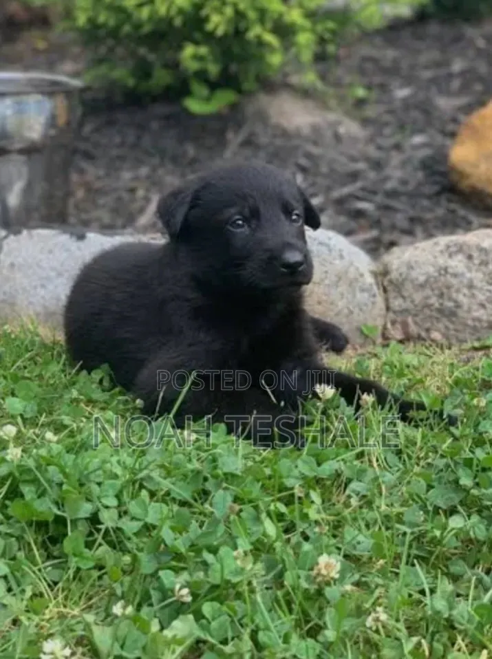 1-3 months Female Purebred German Shepherd