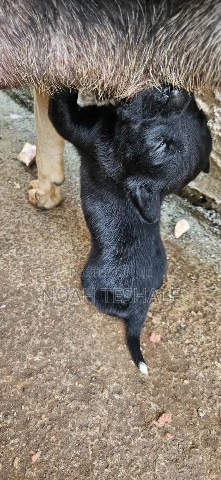 0-1 month Male Purebred Golden Retriever