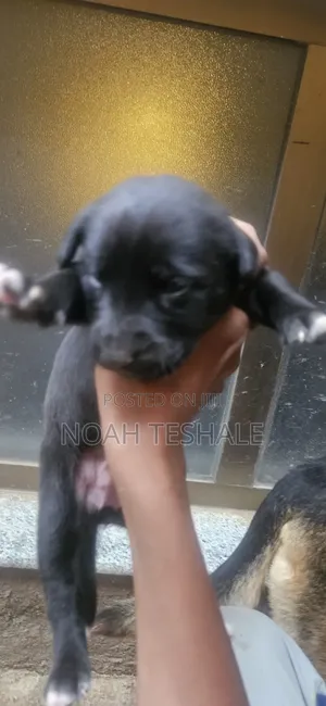 0-1 month Male Purebred Golden Retriever