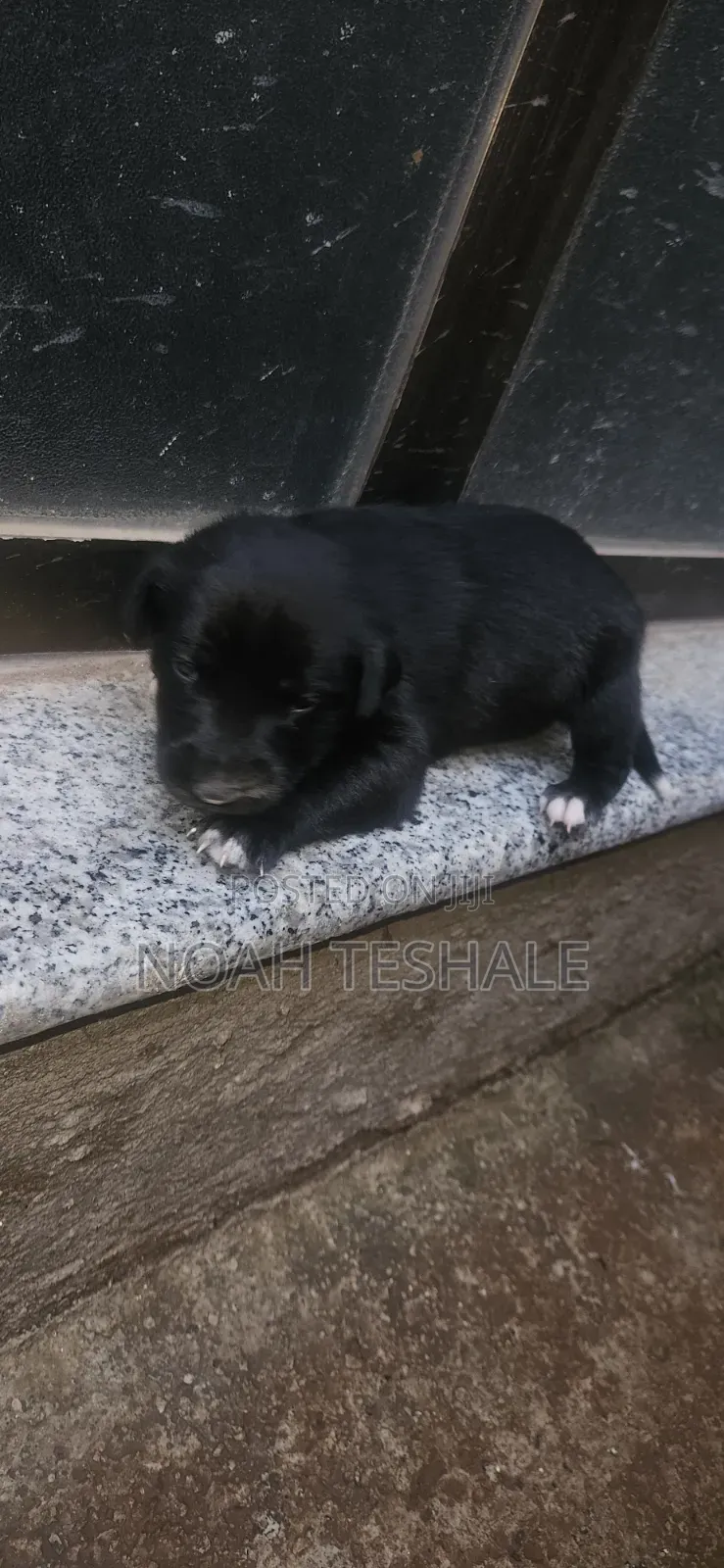 0-1 month Male Purebred Golden Retriever