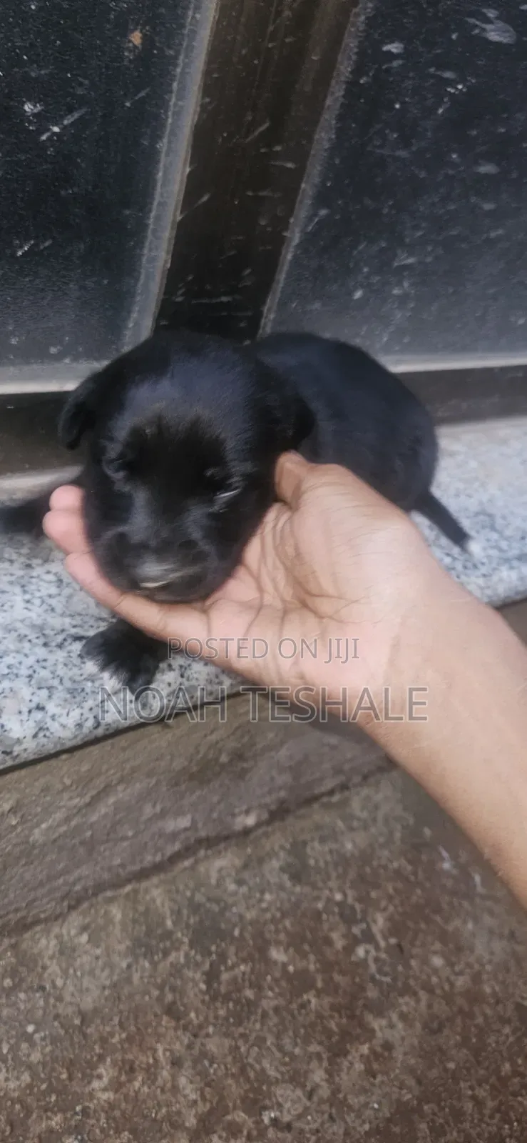 0-1 month Male Purebred Golden Retriever