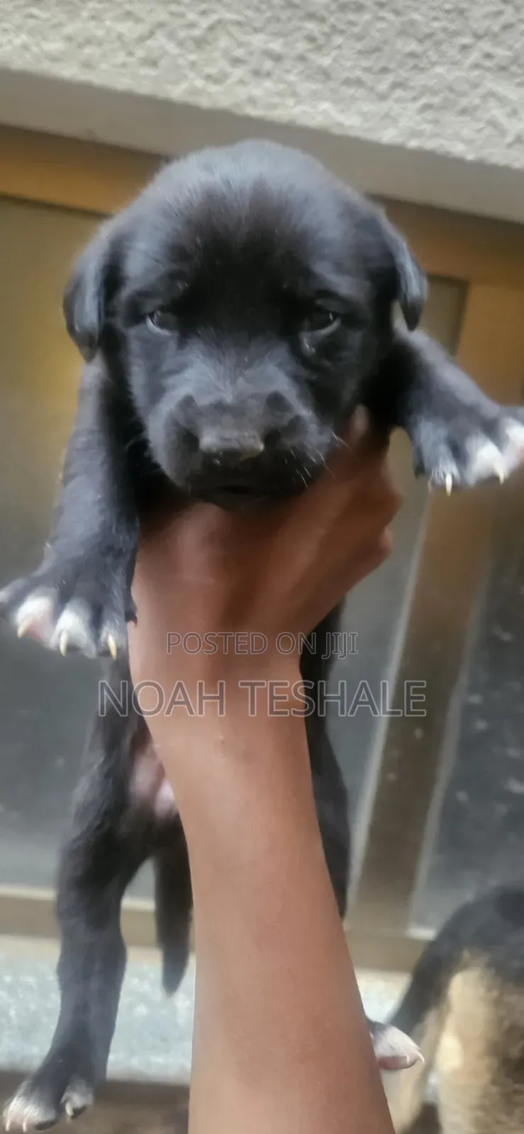 0-1 month Male Purebred German Shepherd