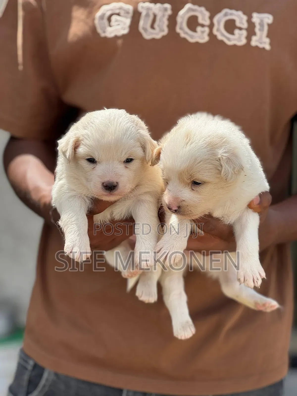 1-3 months Male Mixed Breed Maltese