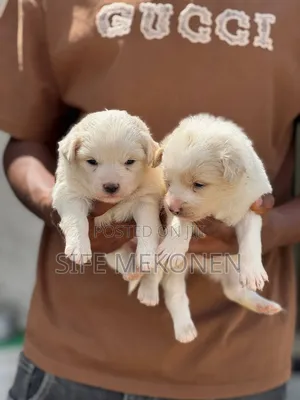 1-3 months Male Mixed Breed Maltese