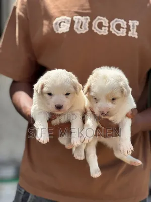 1-3 months Male Mixed Breed Maltese
