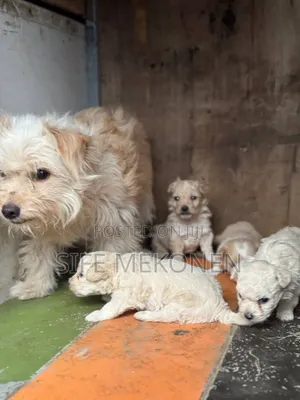 1-3 months Male Purebred Maltipoo