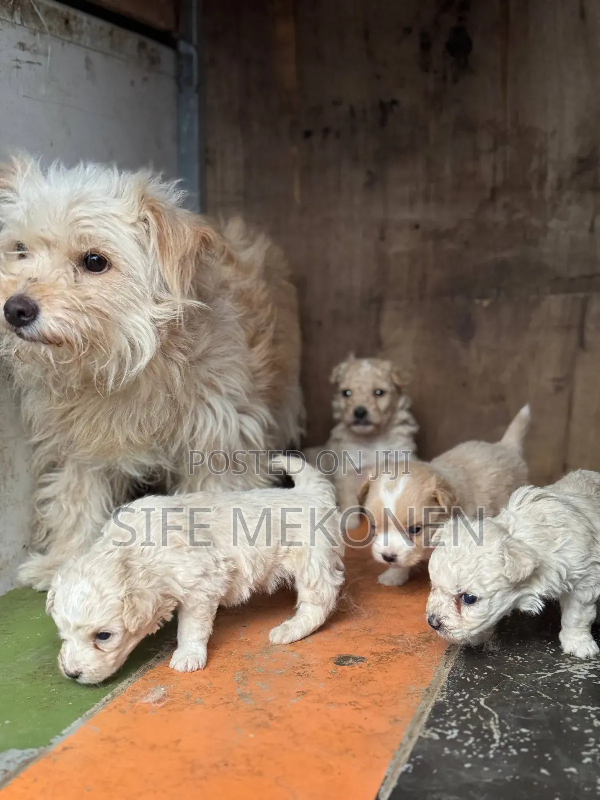 1-3 months Male Purebred Maltipoo