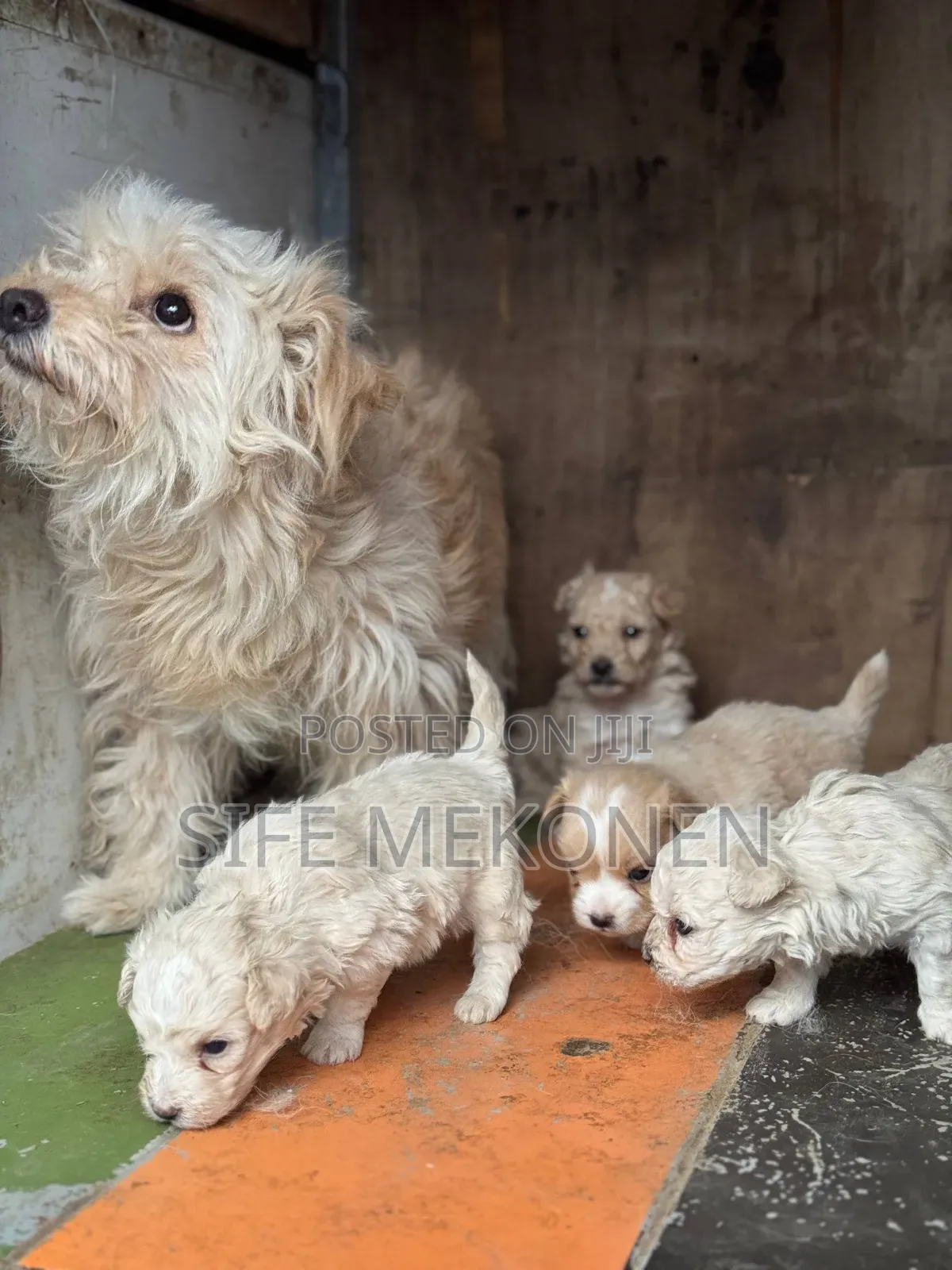 1-3 months Male Purebred Maltipoo