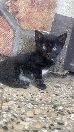 1-3 months Male Purebred Abyssinian