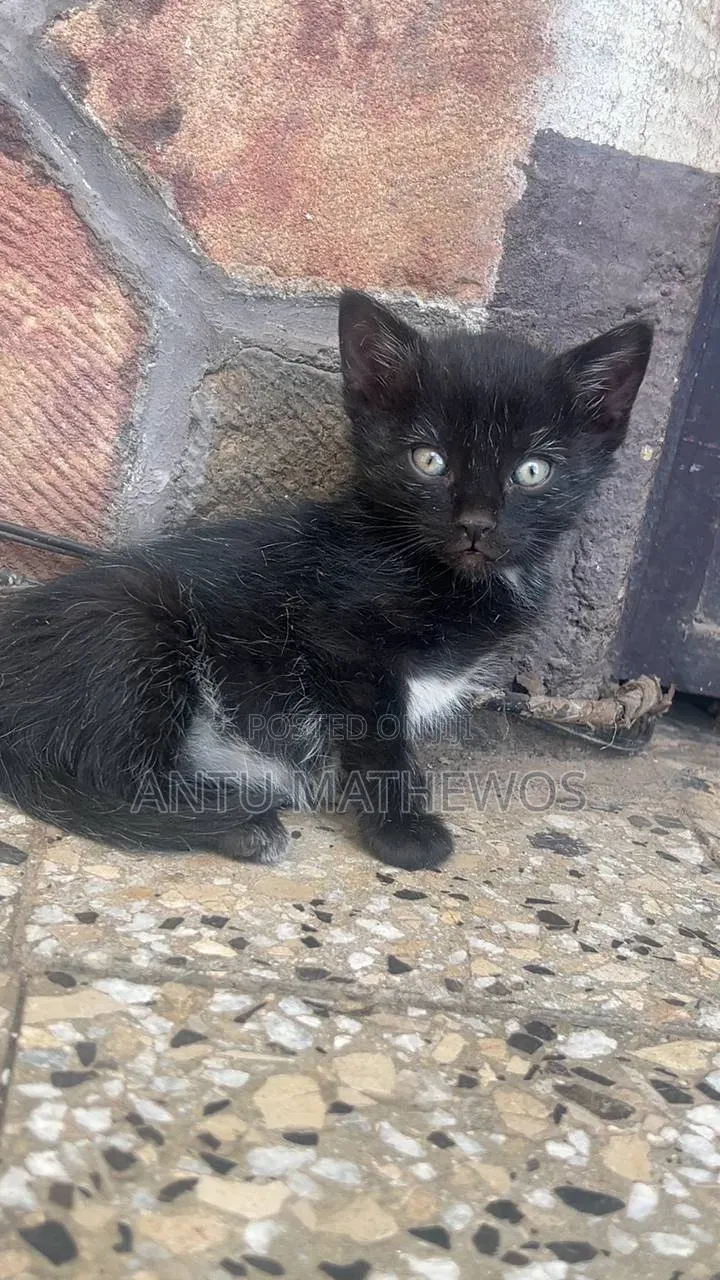 1-3 months Male Purebred Abyssinian