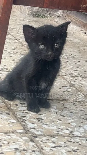 1-3 months Male Purebred Abyssinian